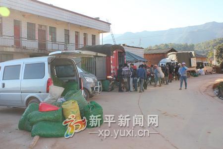 ������ƽ���������̺��㶹��Ϊũ�����յġ��𶹶���