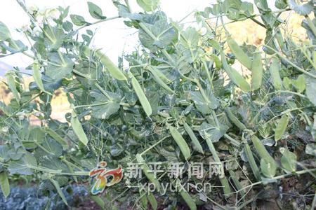 ������ƽ���������̺��㶹��Ϊũ�����յġ��𶹶���2