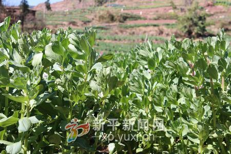 ������Ϫ����ƽ��ƽ�������ְ�Ķ�����϶�