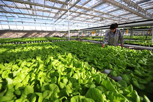 内蒙古巴彦淖尔市:设施农业铺就农民致富路