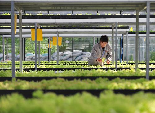 2月7日,在巴彦淖尔市临河区干召庙镇永丰五社浩彤现代农业示范园区,一名工作人员在查看菜苗生长情况。