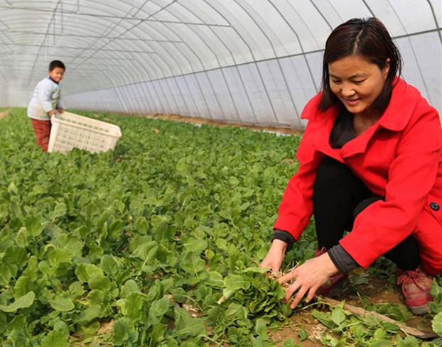 ºÓÄÏ»¬ÏØ£ºÌìÓ£Ò°²Ë Êг¡Êܳè