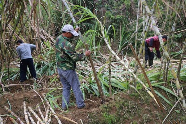 ����������̲�򡰻ƽ��ᡱ����