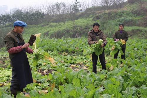 ���콭�������򣺡�ե�˾��á���ũ����������