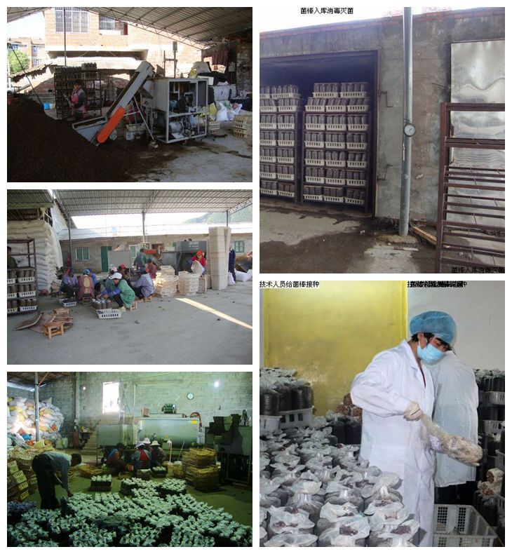 广西宜州桑枝食用菌早春制棒忙