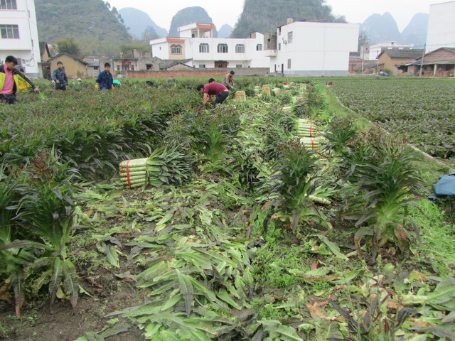 ����ƽ���߲˲�ҵ��ũ����