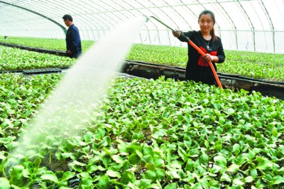 2月5日,铜陵县老洲乡光辉村蔬菜地里,到处是忙碌的菜农。立春之后,当地农民为了新年有个好收成,纷纷走出家门,来到田间地头,犁田翻地,清理沟渠,浇水种菜。