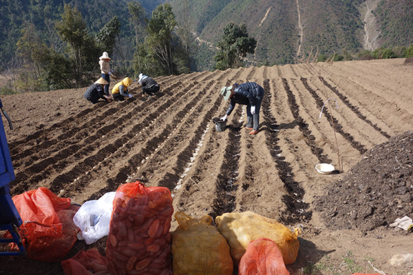 2015��������ˮ��ũҵ�����ƹ����Ľ�����������Ʒ��������ֲ