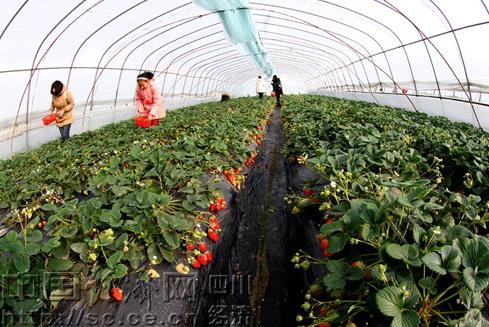 ĴԪѻųǾ׽ݮժƷ