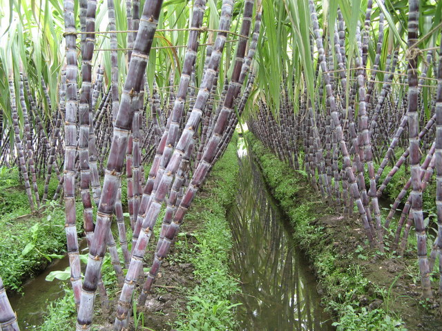 �������ݣ��ٽ�����ƽ������������