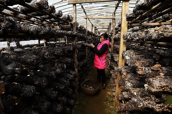 ������Ͽ��ʳ�þ���ҵ��ũ��