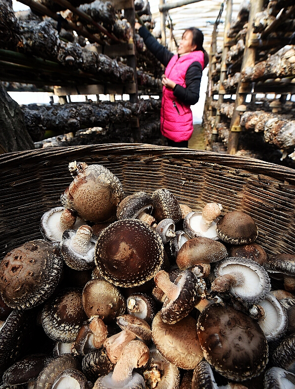 ����Ͽ�غ������壬һ��ũ�����㹽�����ڲ�ժ�㹽��2��8���㣩��