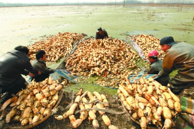 ����ȫ���أ���źӭ��