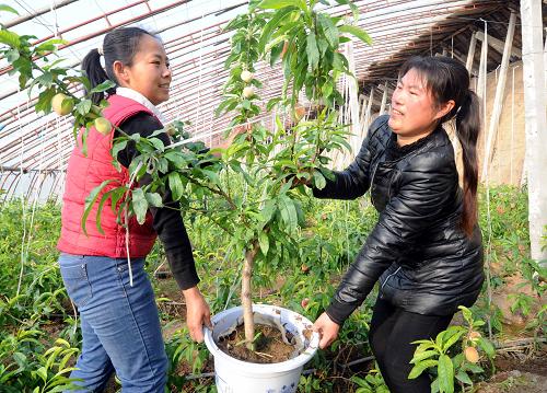 河北永清:温室毛桃迎春上市