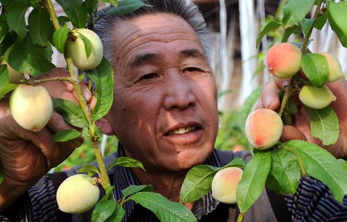 2月10日,永清县龙虎庄乡大青垡村村民在查看毛桃长势。