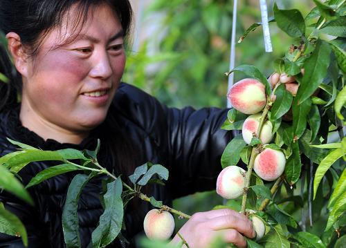 2月10日,永清县龙虎庄乡大青垡村村民在管理温室毛桃。