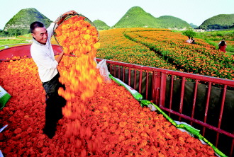 普定县大力发展特色农业,图为万寿菊丰收。