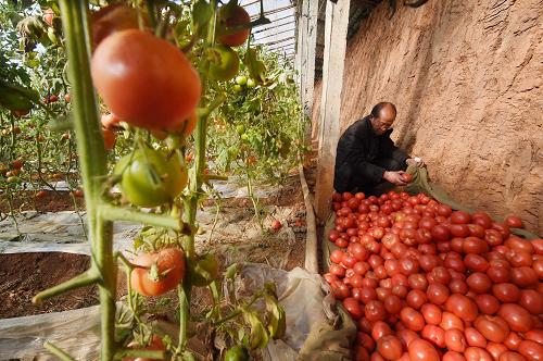 河南卢氏县:蔬菜专业合作社助农增收