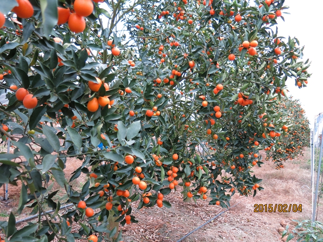 ��˷��۹ҹ�״