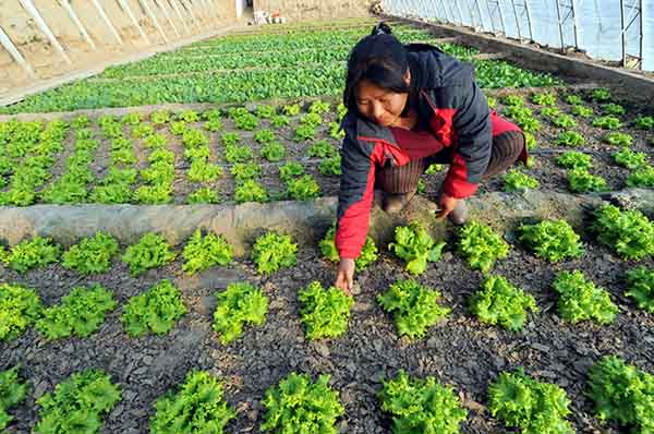 2��10�գ��ӱ�ʡ��������ʥ����ʢ�������ִ�ũҵʾ����Ա���ڴ����������ˡ�