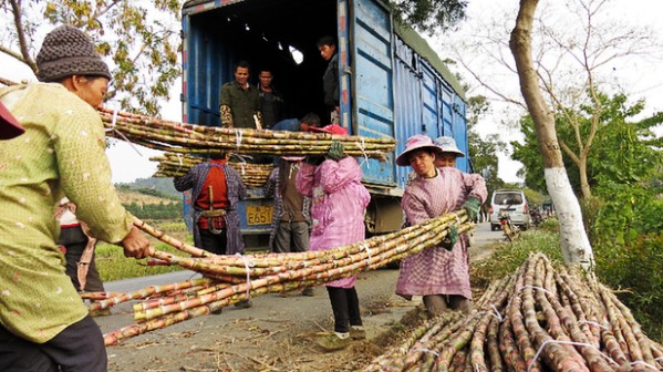 ������ɫ�ҽ��������壺��Ƥ���������ũ��