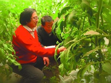 辽宁调兵山市望山村菜农扎堆到大棚里拜年