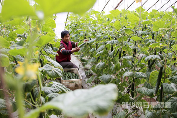 ��Ҵ���������Ҷ�����Ŵ�ũ���ڲ�ժ�ƹϡ�