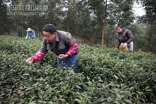 �Ĵ����񣺲�ũ��ժ����ӭ�´�