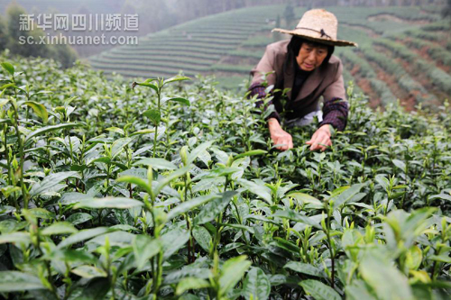 2��23�գ����Ĵ��������������ƺ��ǧĶ��԰����ũð��ϸ���ժ���衣