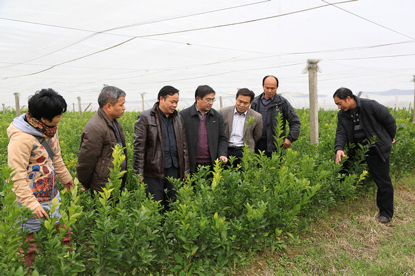 广西恭城县农业局加强无病毒苗木监管确保水果产业健康发展