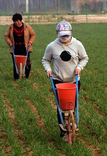 2ÔÂ25ÈÕ£¬ÔÚºÓÄÏÊ¡ÉÌÇðÊÐî¡ÑôÇøÀ×ׯ´å£¬Á½ÃûÅ©ÃñÔÚ¸øÂóÌï×·Ê©»¯·Ê¡£