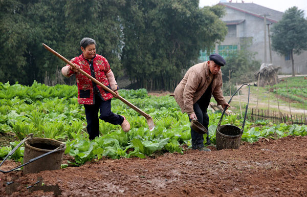 2月22日(正月初四),禄市镇六水沟村二组的农民在农技人员的指导下,给刚整理好的“旱育秧”苖床施底肥。