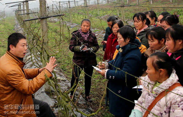 2月23日(正月初五),徳嘉葡萄基地的技术员罗成(左一)在葡萄园现场为果农讲解葡萄的春管技术。