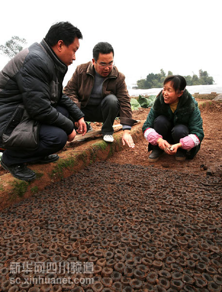 禄市镇六水沟村二组的农民在农技人员的指导下制作玉米肥团育苗。