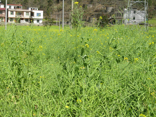 广西天峨:八腊乡小油菜长势好