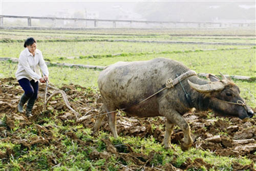 广西都安:新春时节春耕忙