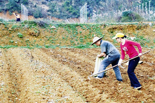 广西都安:新春时节春耕忙2