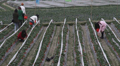 ���������ɰش��ݮ���ɴ������˺�ȥ��