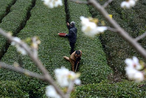 ºþ±±Ðû¶÷ÏØ£º´º½ø²èÔ°ÂúÑÛ´º