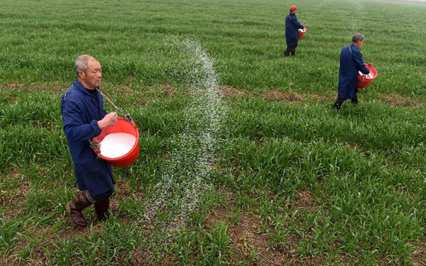 2月26日,在庐江县郭河镇北圩村,几名农民在给小麦施肥。春节过后,随着气温回暖,安徽庐江县农民抢抓农时,对冬小麦追施小麦拔节肥,争取有个好收成。