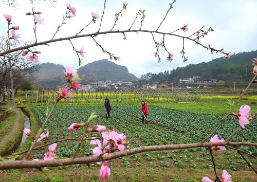湖南邵阳:人勤春早农事忙