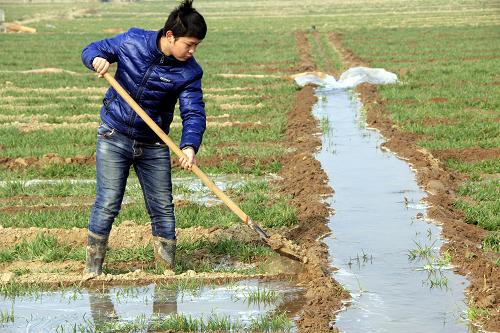 2月26日,河南省安阳市内黄县城关镇农民在给小麦浇“返青水”。