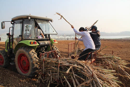 广西防城港市领导到上思县检查糖料蔗“双高”生产工作3