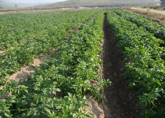 ���������ظ�������ɫ����������������