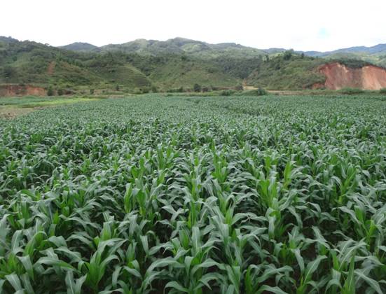 �����������̺�������ֲ��Ϊ����ũ������������