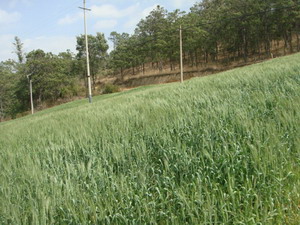 �����Ͻ���ӵ�������38��ʾ����ֲ���ƺ�