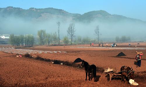 3月1日,大桥乡李家湾村的村民在地里劳作。