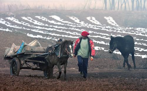 3月1日,大桥乡李家湾村的一位村民在往地里运送肥料。