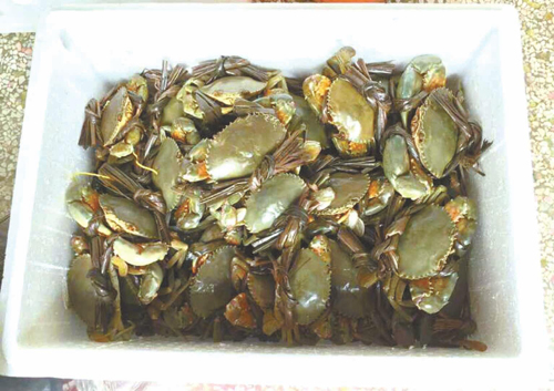 泡沫箱内装满肥肥的青蟹。