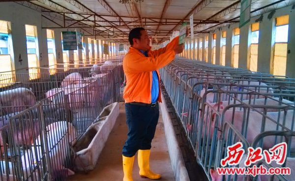 广东肇庆:“80后”青年农场主醉心生态养殖 把绿色肉品推向更多人的餐桌